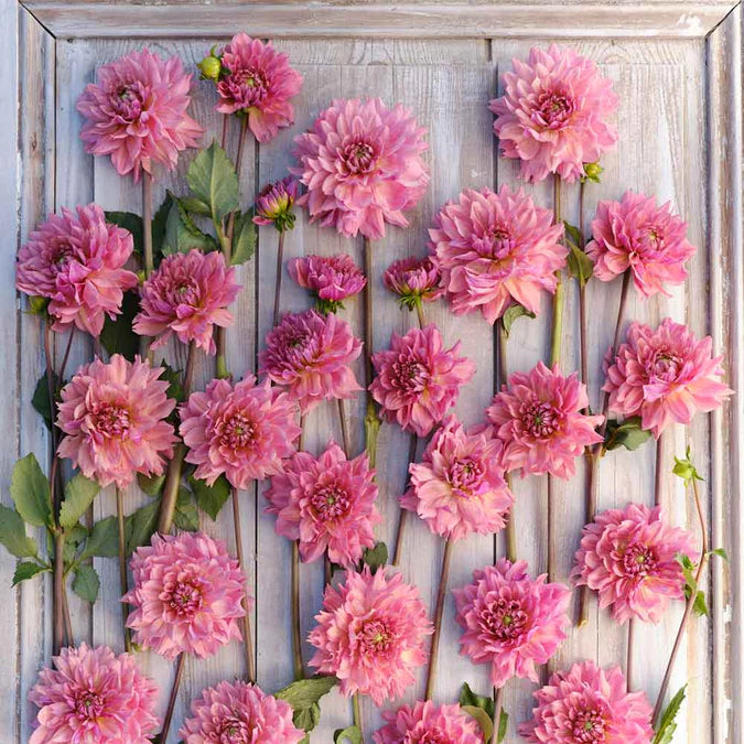 Dahlia La Belle Epoch – Elm Creek Flower Farm
