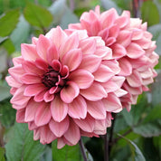 Dahlia Night Silence