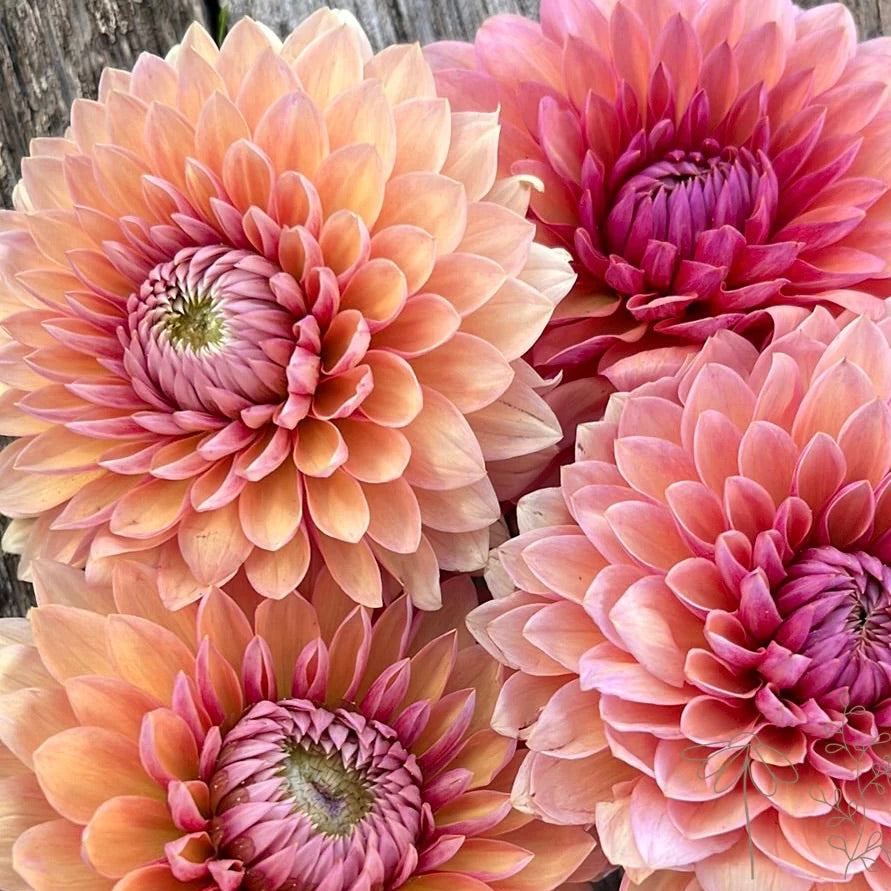 Dahlia Sweet Sanne