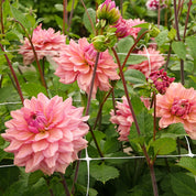 Dahlia La Belle Epoque