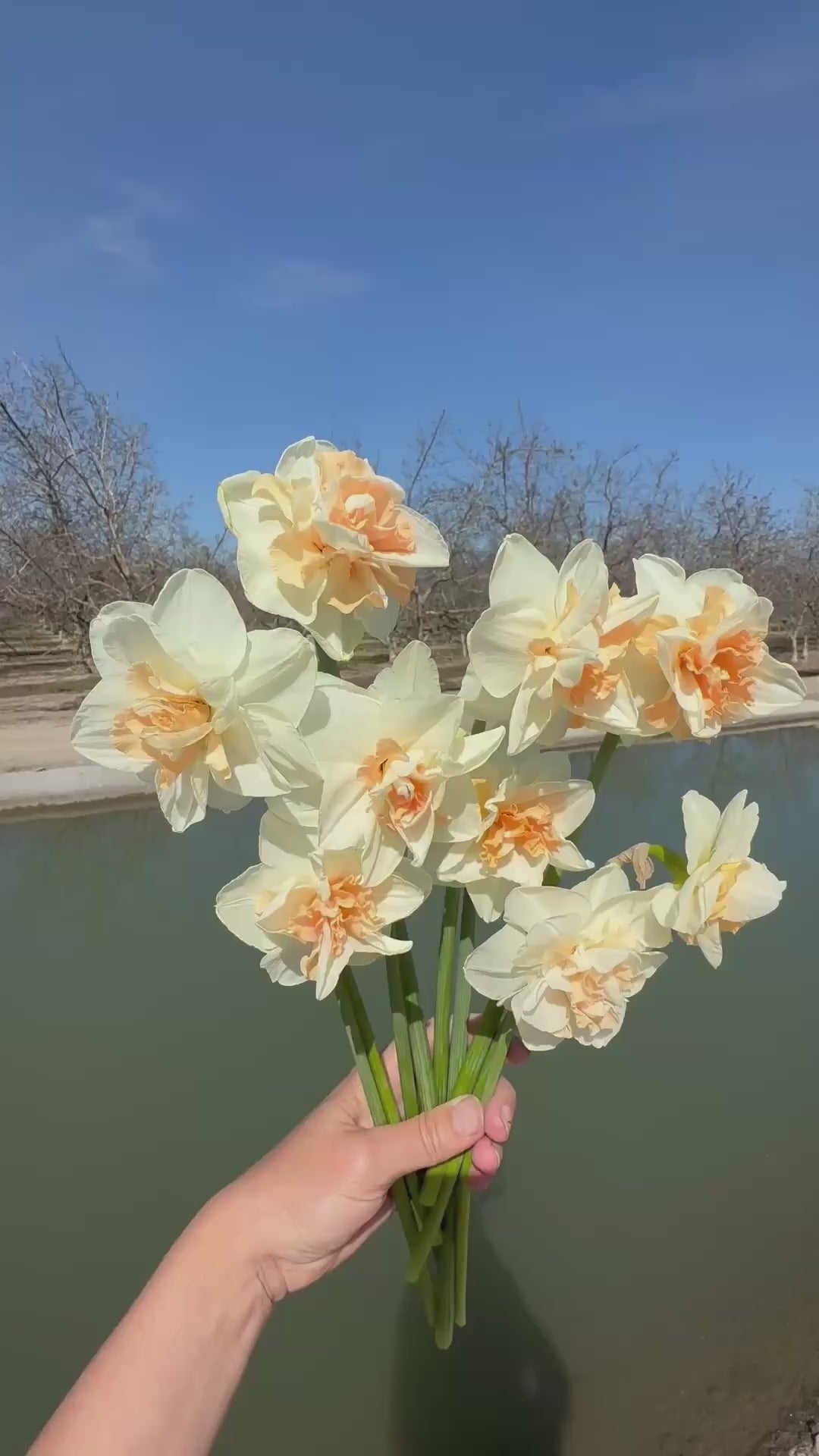 Daffodil Delnashaugh