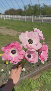 light pink anemones