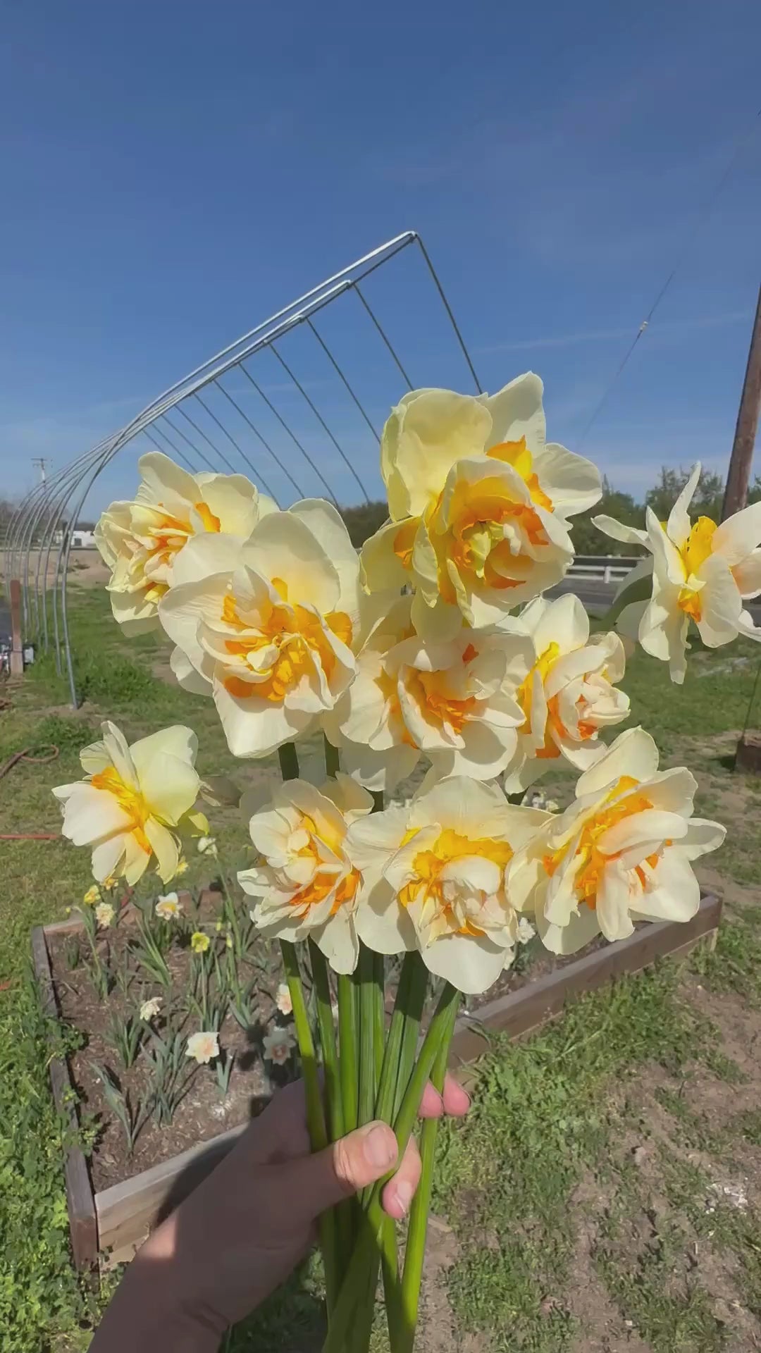 Daffodil Romantic Paradise