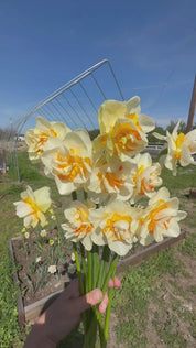 Daffodil Romantic Paradise