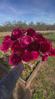 A video of violet ranunculus bouquet