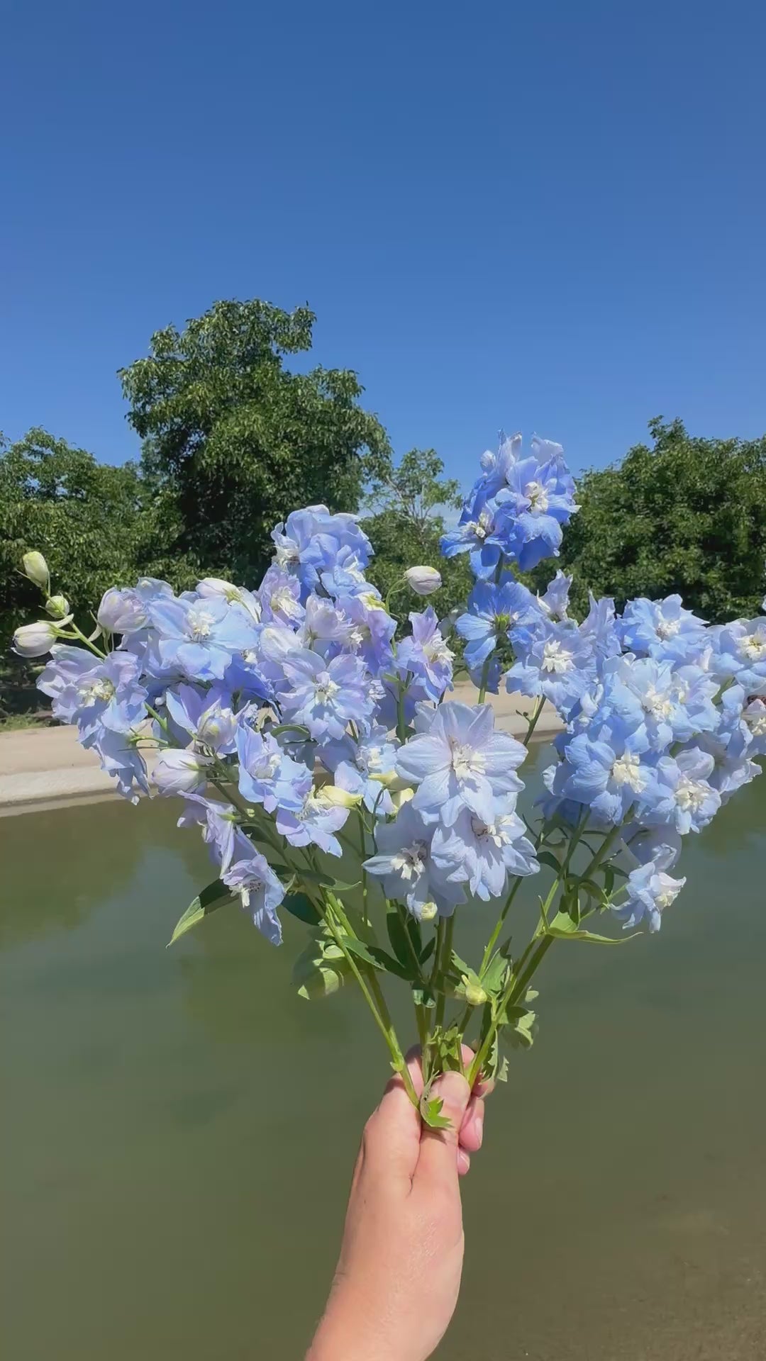 Sky blue delphinium bouquet near canal
