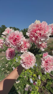 Carnation Missantic Cotton Candy — 6 Starter Plants