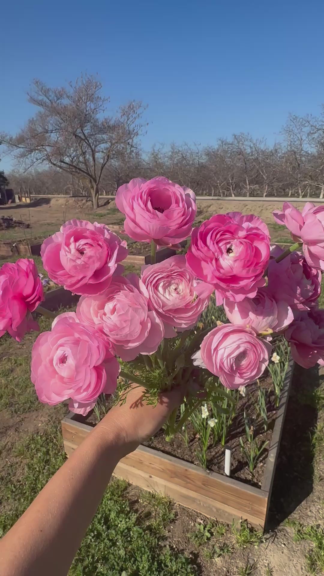 Ranunculus Half Clone Marshmallow