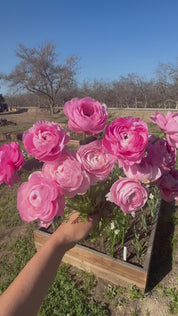Ranunculus Half Clone Marshmallow