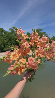 bouquet of Chantilly salmon snapdragons