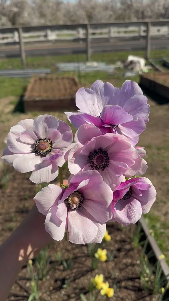 anemone bouquet in light purple