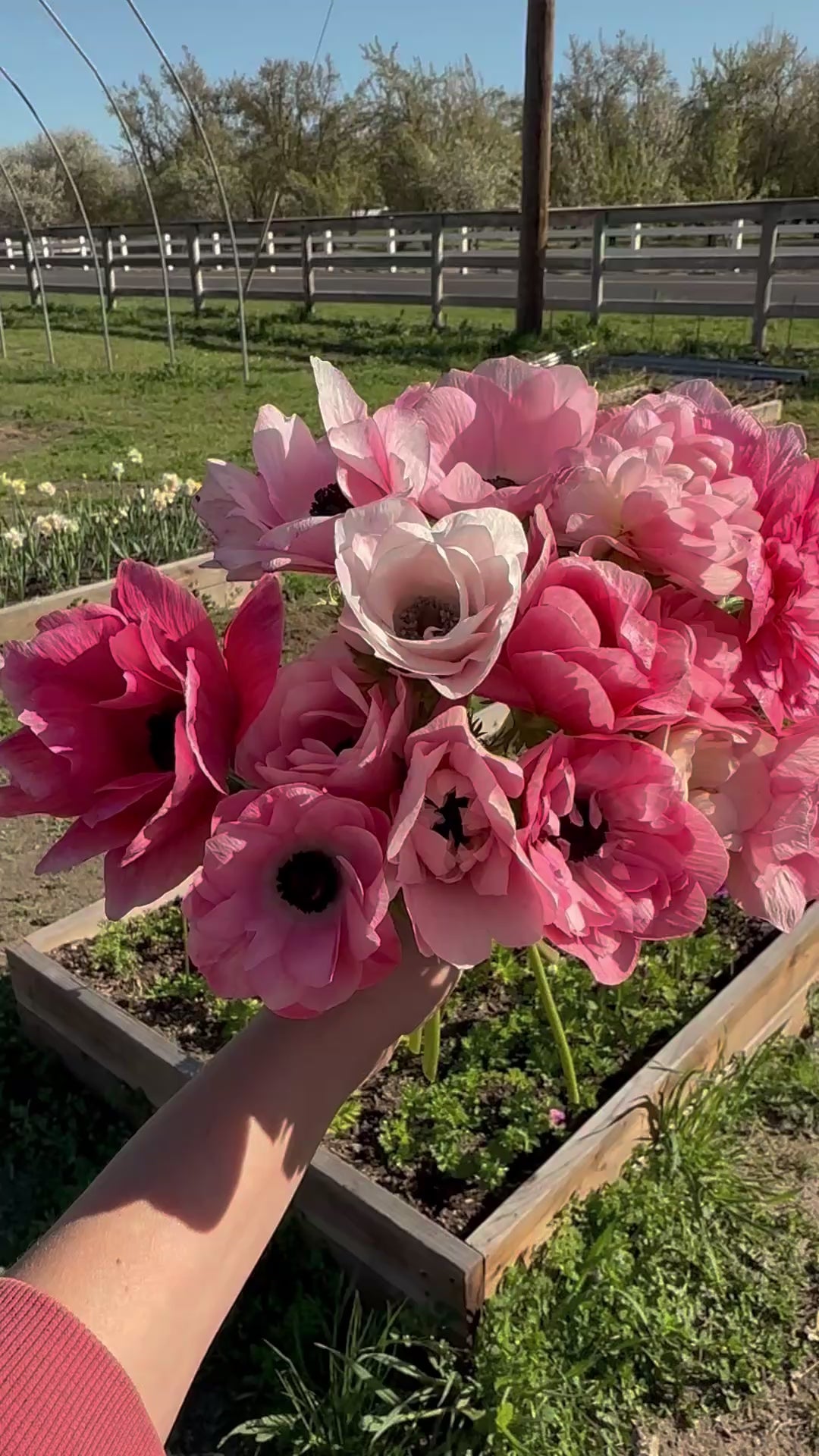 Anemone Levante Rosa