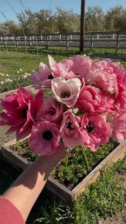 Anemone Levante Rosa