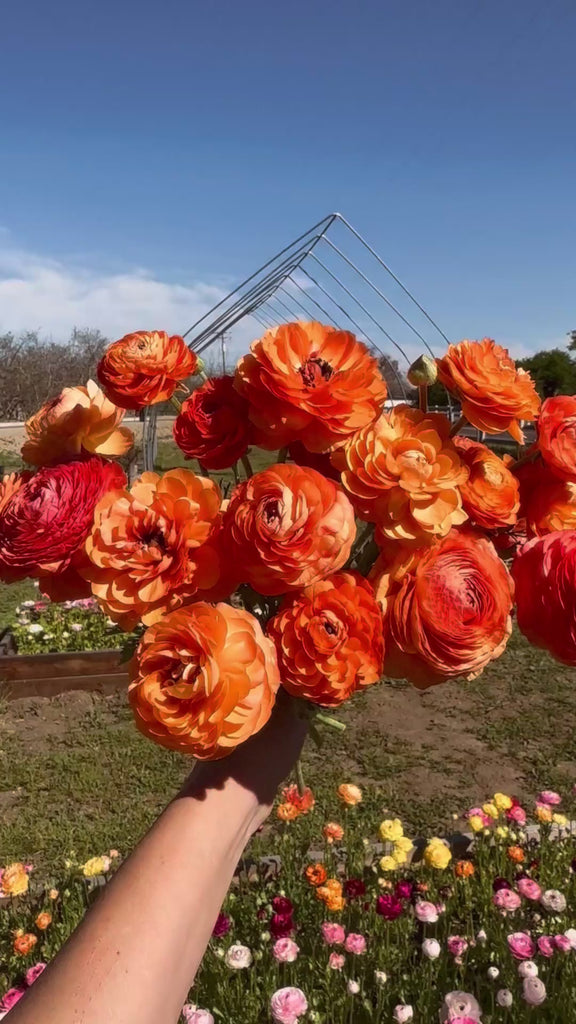 bouquet of salmon ranunculus