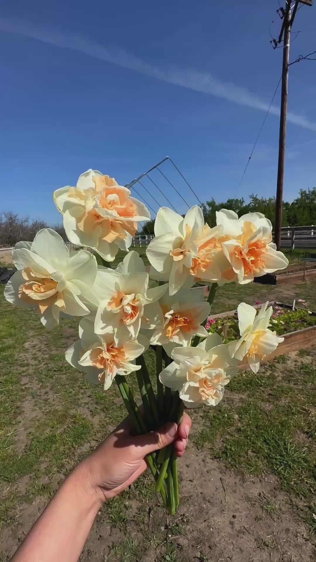 Daffodil Delnashaugh