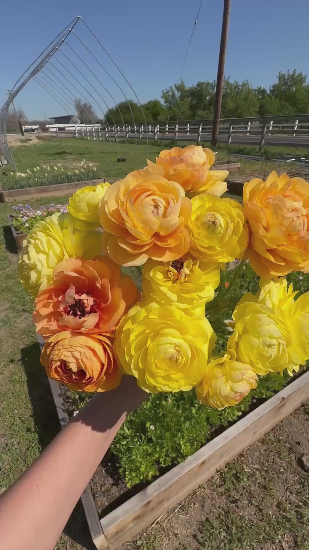 Ranunculus Amandine Pastel Lemon