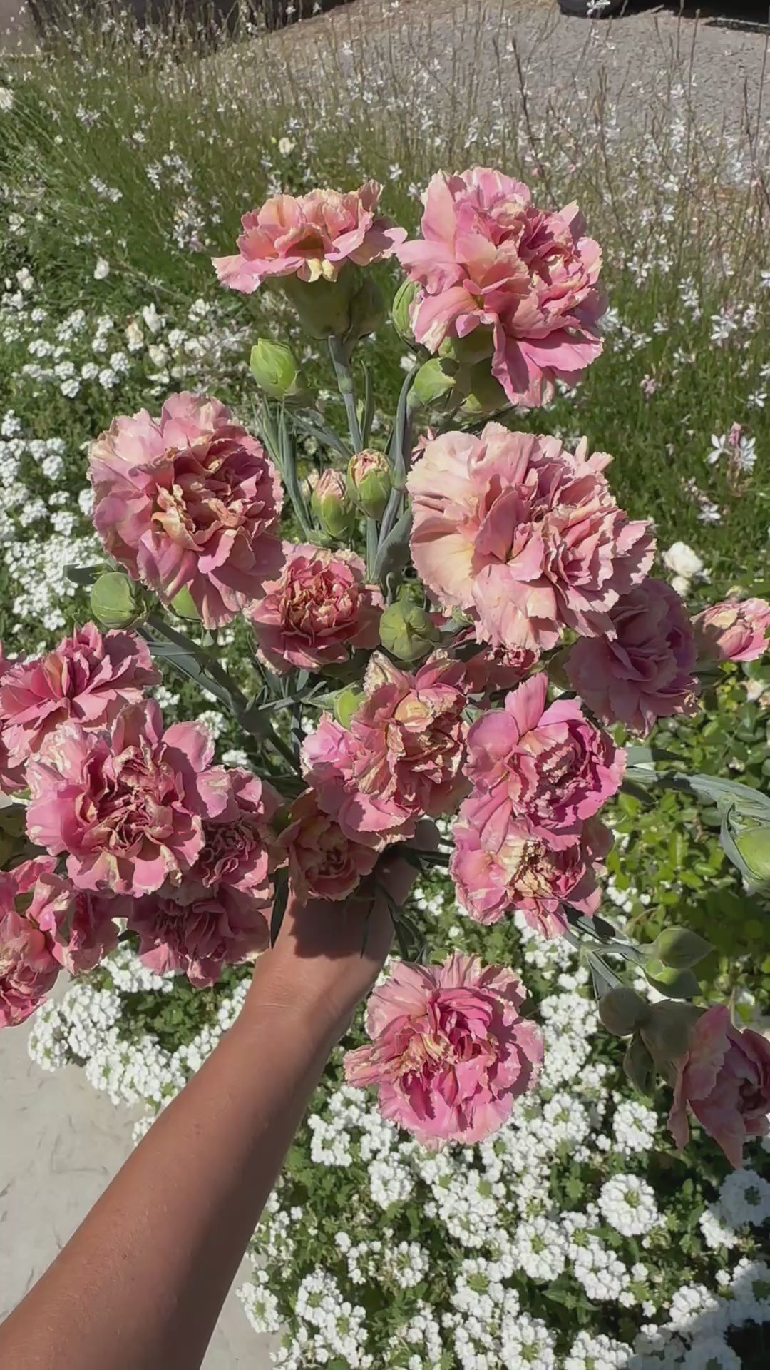 Carnation Missantic Miss Bella — 6 Starter Plants