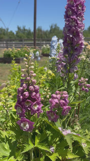 Delphinium Magic Fountains Lilac Pink — 6 Starter Plants
