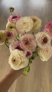 Ranunculus White Picotee
