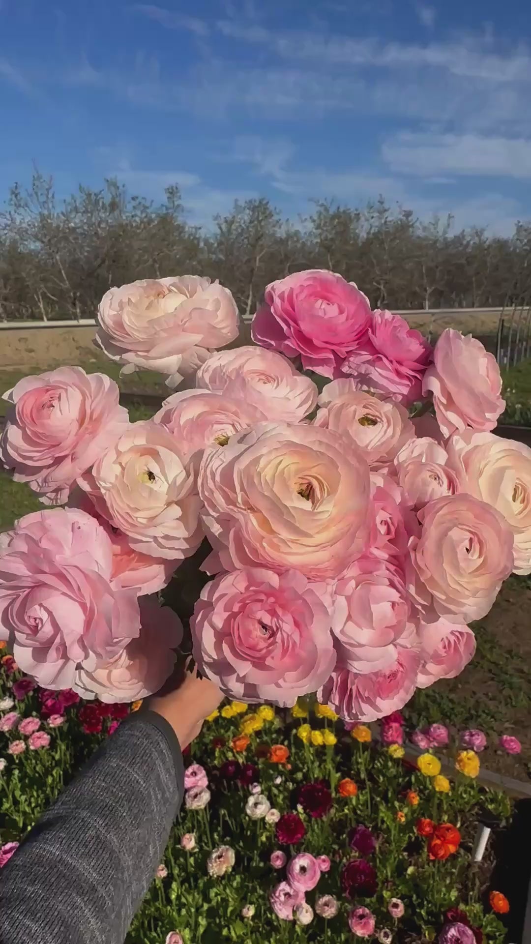 Chamallow ranunculus bouquet