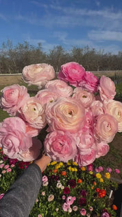 Chamallow ranunculus bouquet