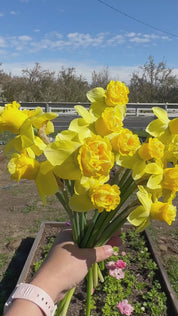 video of art design daffodils