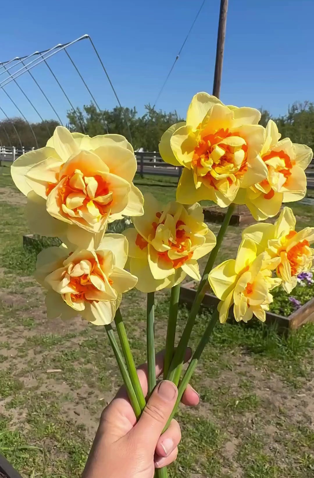 Video of yellow and orange daffodil bouquet